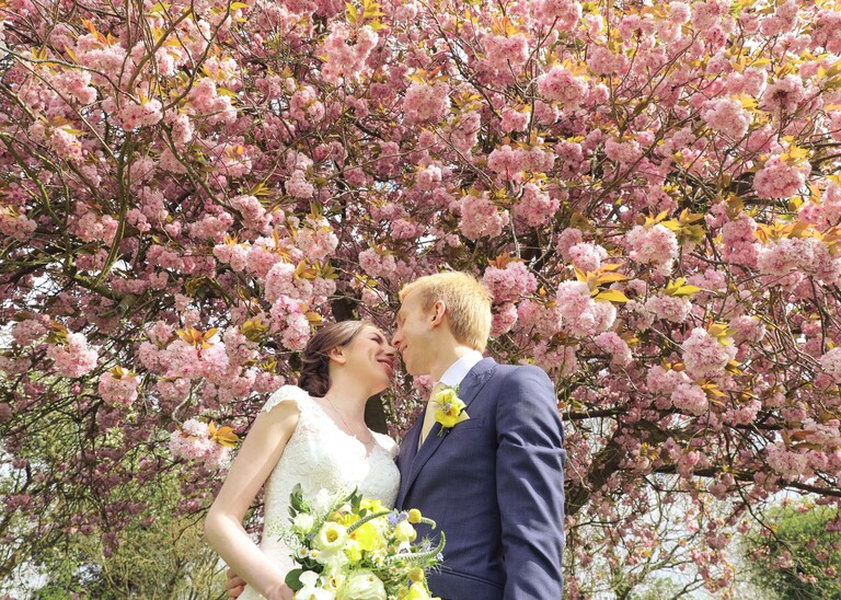 A bride and groom kissing underneath a pink cherry tree in full blossom on their wedding day at Haughley Park Barn photographed by Hayley Denston Photography