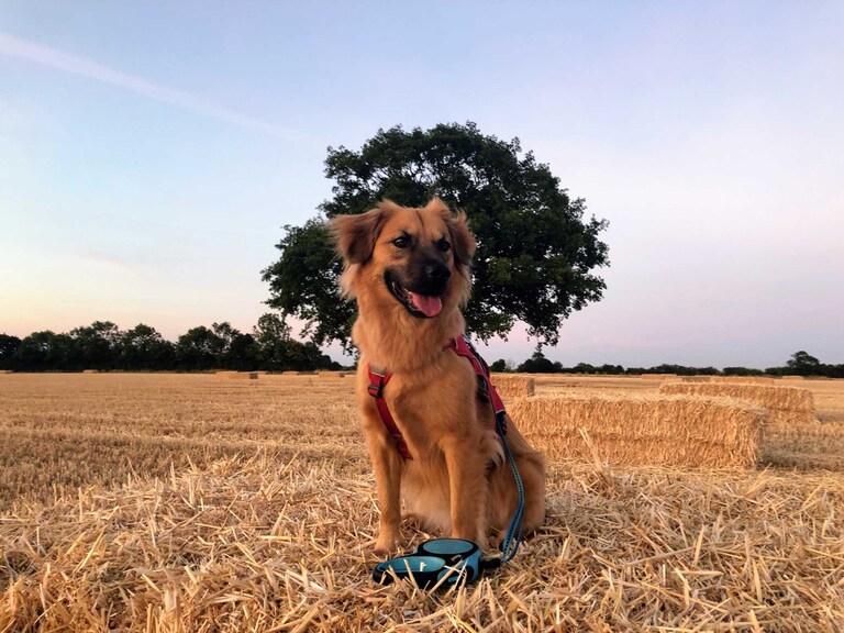 Photo of beautiful rescue dog in a field at sunset photographed by Suffolk Pet Photographers Hayley Denston Photography