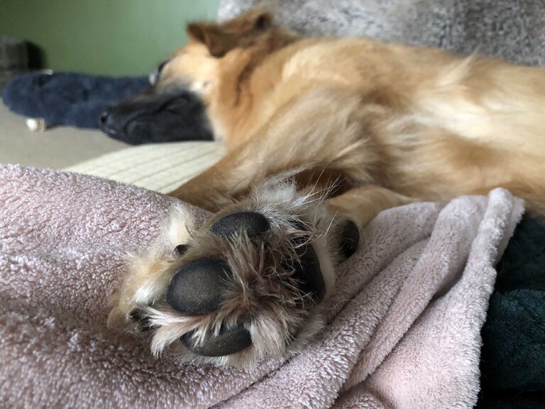 Photo of beautiful rescue dogs fluffy toes photographed by Suffolk Pet Photographers Hayley Denston Photography
