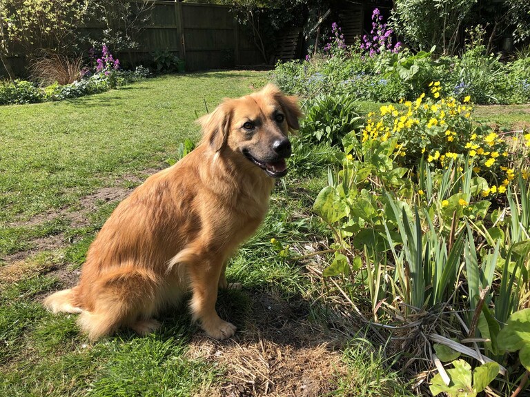 Photo of beautiful rescue dog sat by a pond photographed by Suffolk Pet Photographers Hayley Denston Photography