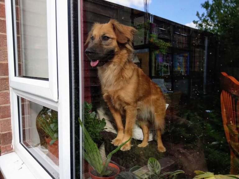 Photo of beautiful rescue dog looking out a window standing on a chair photographed by Suffolk Pet Photographers Hayley Denston Photography