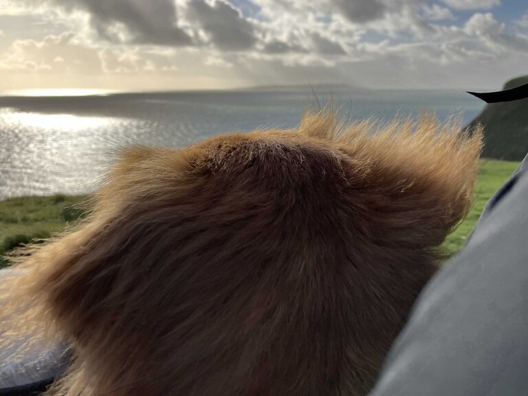 Photo of beautiful rescue dogs fluffy crimped ears gazing out to sea photographed by Suffolk Pet Photographers Hayley Denston Photography