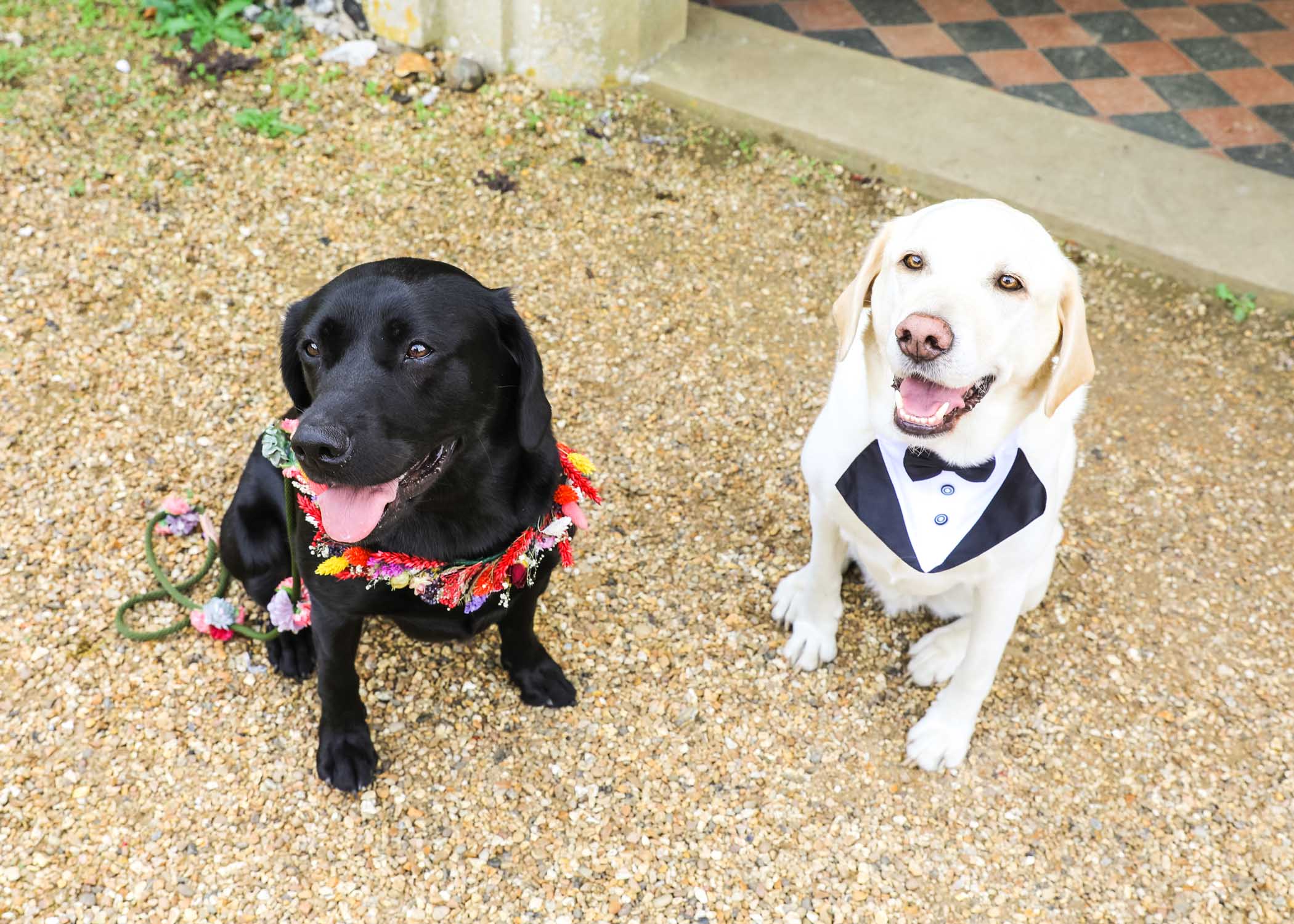 A yellow and a black labrador both dressed up ready for a suffolk church wedding photographed by Suffolk Wedding Photographers Hayley Denston Photography