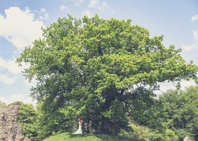 A bride and groom stood under a large oak tree on a spring day in the Abbey Gardens in Bury St Edmunds on a wedding day in Suffolk captured by Suffolk Wedding Photographers Hayley Denston Photography