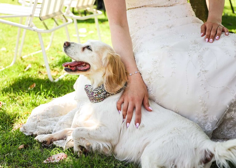 A dog relaxing with her mum (the bride) on a wedding day in Suffolk captured by Suffolk Wedding Photographers Hayley Denston Photography