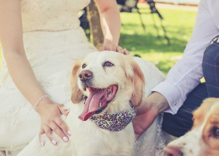 A dog with it's owners (the bride and groom) on a wedding day in Suffolk captured by Suffolk Wedding Photographers Hayley Denston Photography