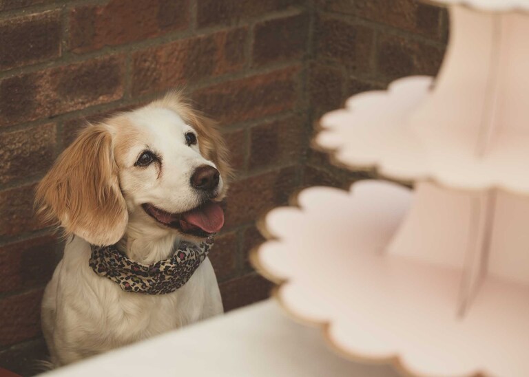 A dog looking at the wedding cake on a wedding day in Suffolk captured by Suffolk Wedding Photographers Hayley Denston Photography