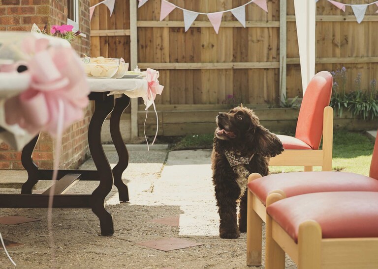 A dog looking at a wedding reception food buffet table on a wedding day in Suffolk captured by Suffolk Wedding Photographers Hayley Denston Photography