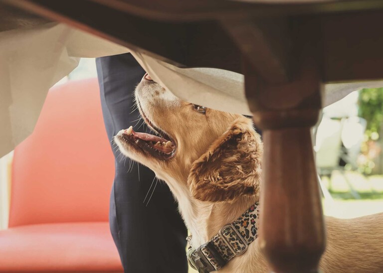 A dog watching food under the table on a wedding day in Suffolk captured by Suffolk Wedding Photographers Hayley Denston Photography