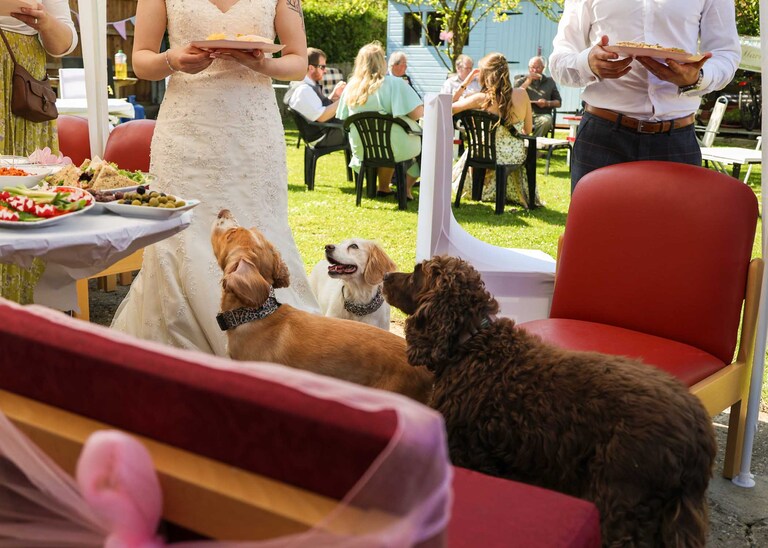 Dogs looking at the bride and grooms food on a wedding reception on a wedding day in Suffolk captured by Suffolk Wedding Photographers Hayley Denston Photography