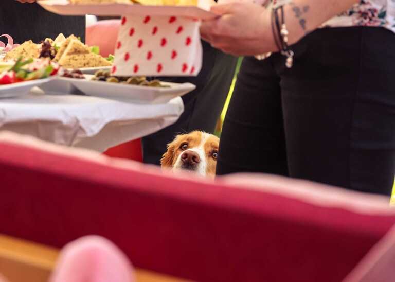 A dog looking at food during a wedding reception on a wedding day in Suffolk captured by Suffolk Wedding Photographers Hayley Denston Photography