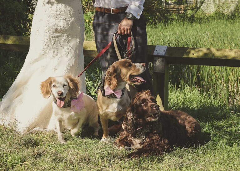 Three dogs on a wedding day in Suffolk captured by Suffolk Wedding Photographers Hayley Denston Photography