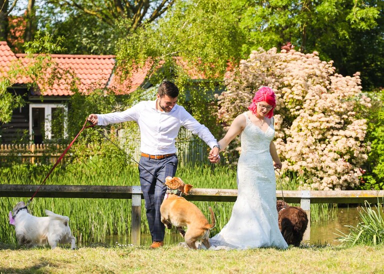 A bride and groom walking their three dogs on their wedding day in Suffolk captured by Suffolk Wedding Photographers Hayley Denston Photography