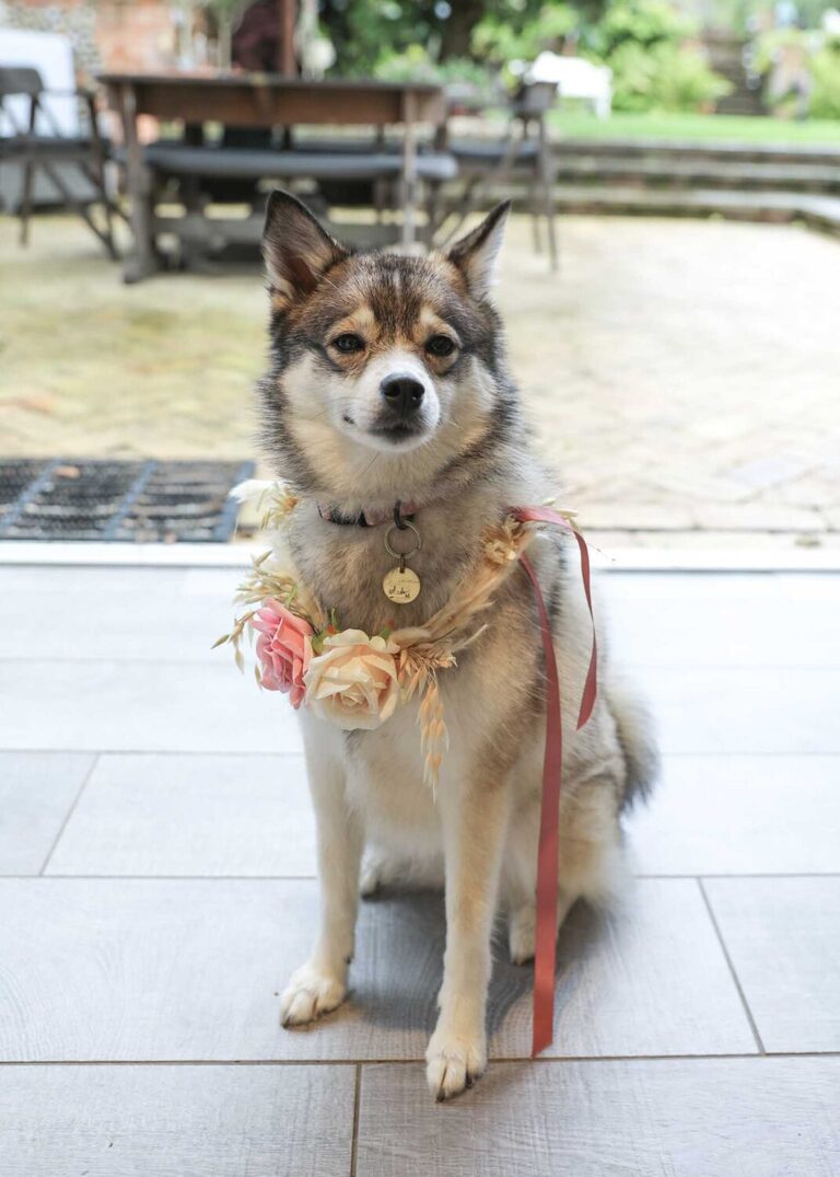 A beautiful dog with a flower collar on a rainy wedding day at Letheringham Water Mill by Suffolk Wedding Photographers Hayley Denston Photography