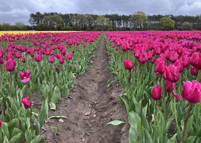 Bright pink and yellow tulip field in norfolk captured by suffolk wedding photographer Hayley Denston Photography