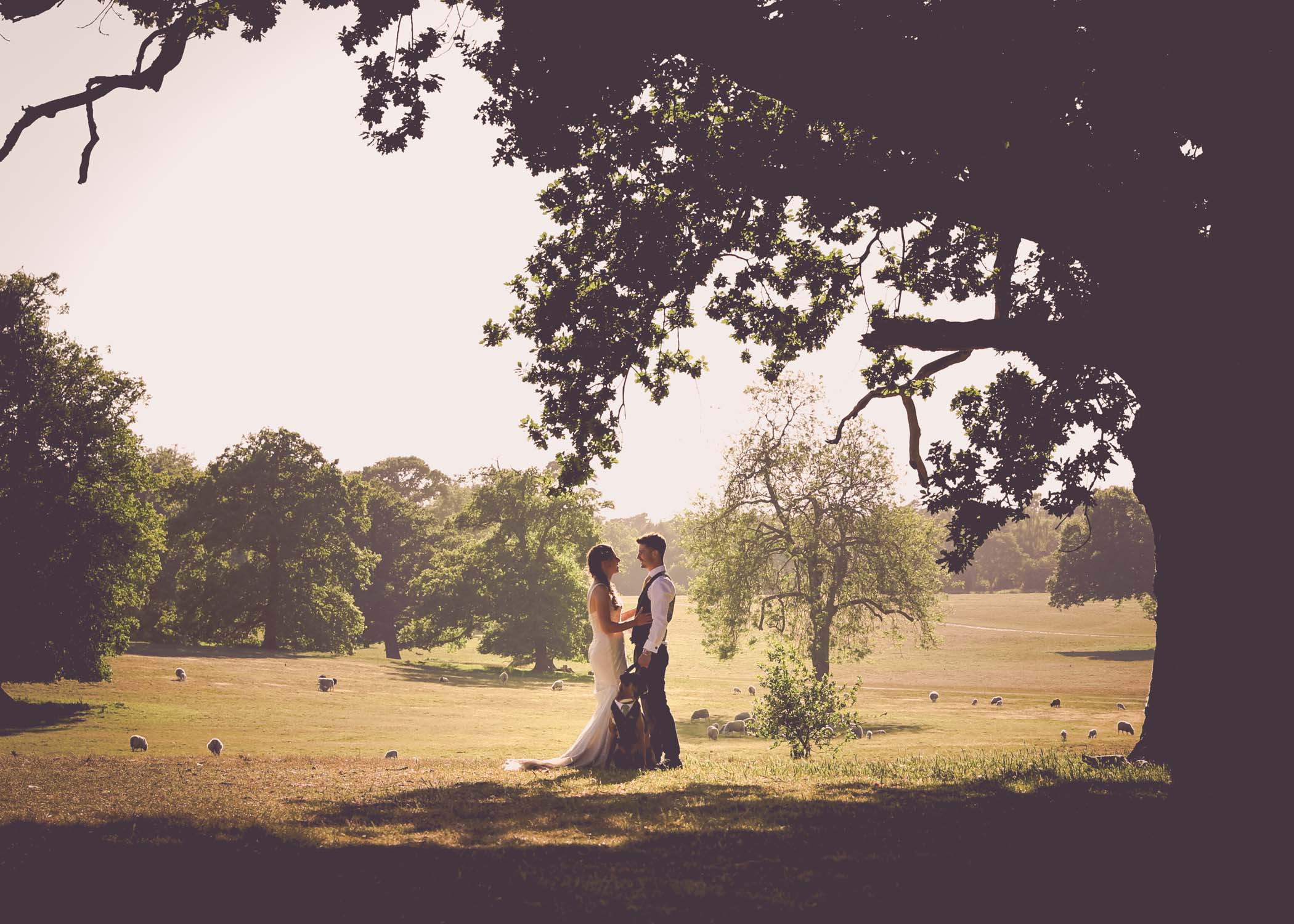 A bride and groom holding hands under a big oak tree with their boxer dog at sunset at Haughley Park Barn on a Wedding Day photographed by Suffolk Wedding Photographer Hayley Denston Photography