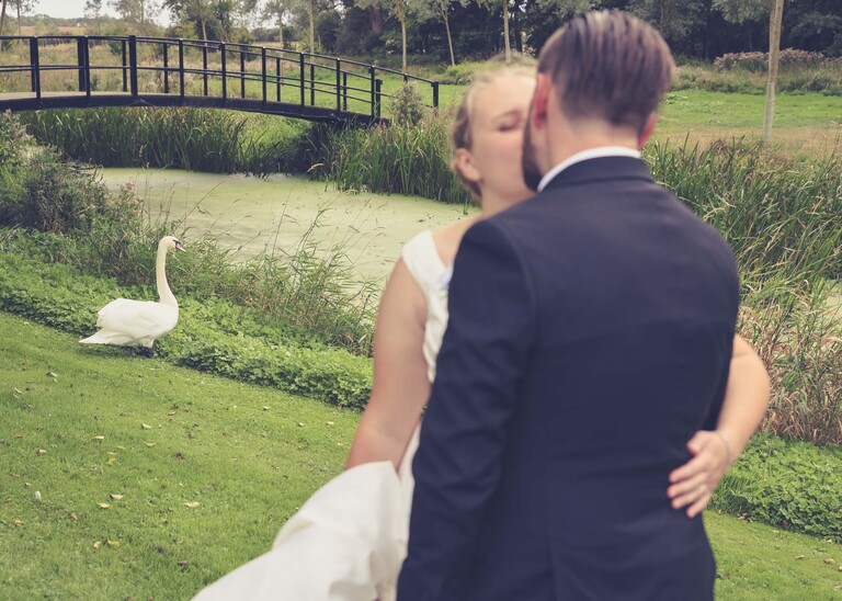 A bride and groom kissing out of focus in the foreground with a mute swan in focus watching them on a wedding day at Easton Grange captured by Suffolk Wedding Photographer Hayley Denston Photography 