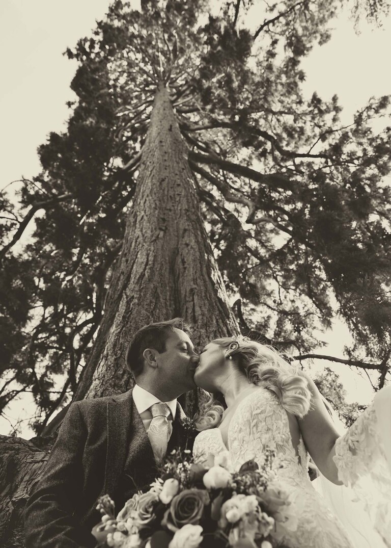 A bride and groom kissing looking up at a large fir tree in sepia on a wedding day at Haughley Park Barn photographed by suffolk wedding photographer Hayley Denston Photography
