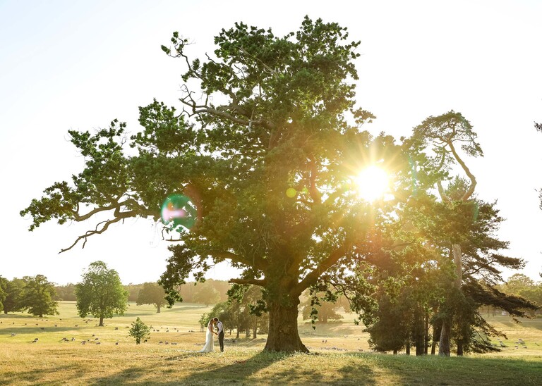 A bride and groom under an old oak tree kissing with the sun behind the tree in parkland at golden hour on a wedding day at Haughley Park Barn photographed by suffolk wedding photographer Hayley Denston Photography